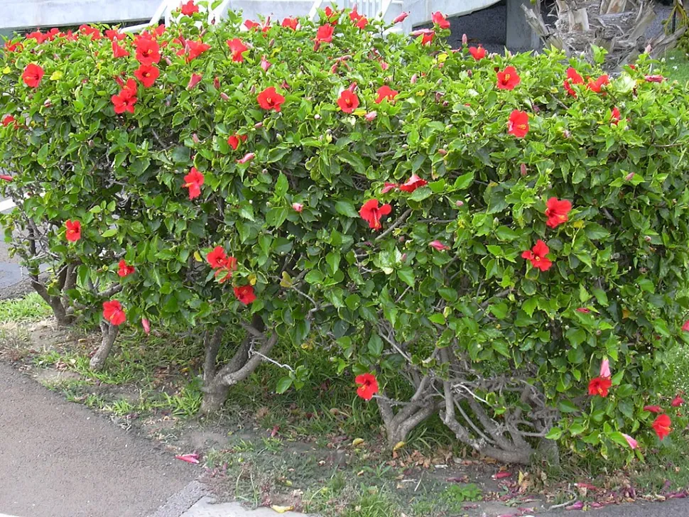 Hibiscus rosa-sinensis in de grond