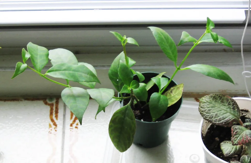 Asechynanthus longicaulis plant