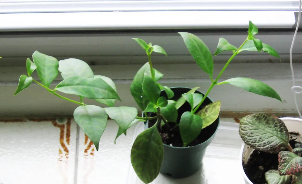 Liane d'Aeschynanthus longicaulis