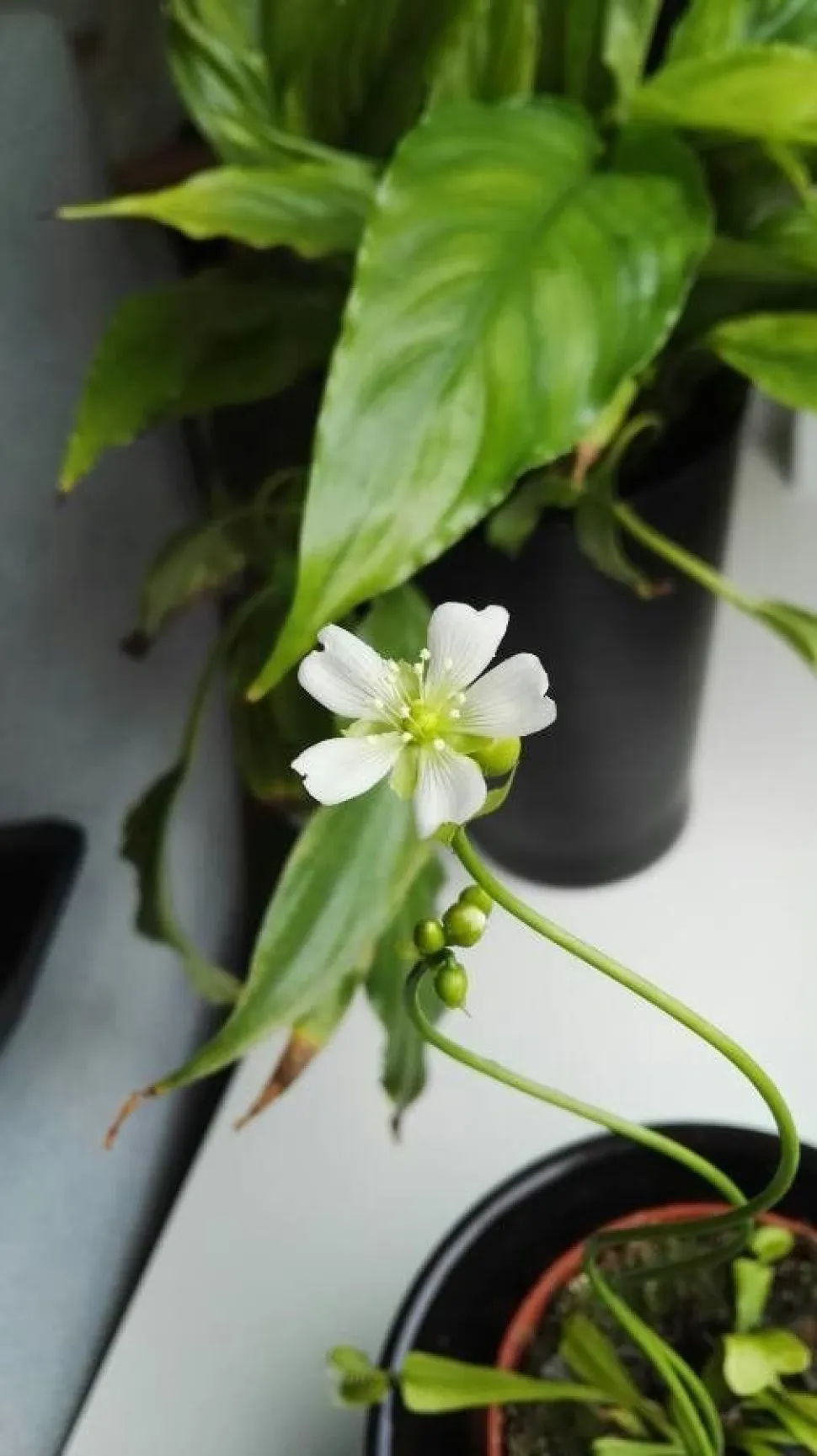 Bloemen van Dionaea muscipula 'All Green