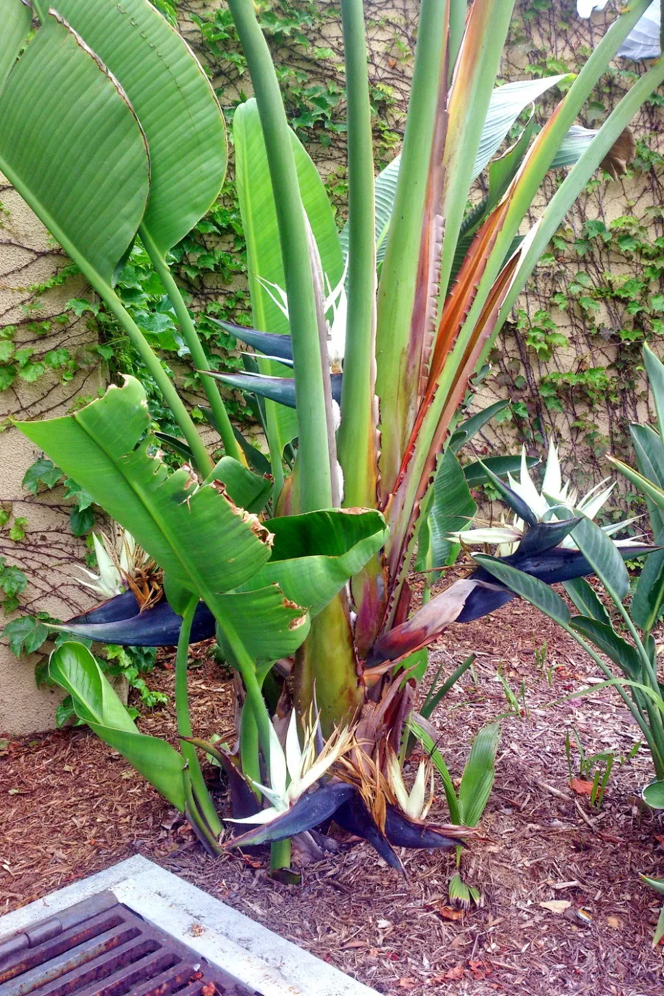 Strelitzia alba i blomst