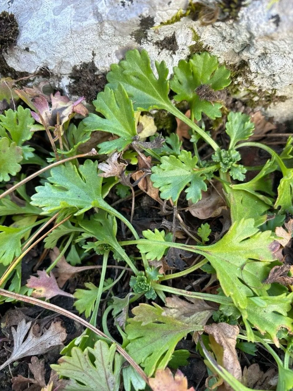 Green foliage Chrysanthemum arcticum