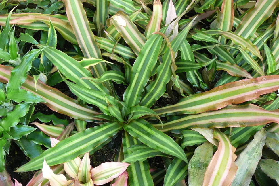 Cryptanthus bivittatus feuilles vertes et roses