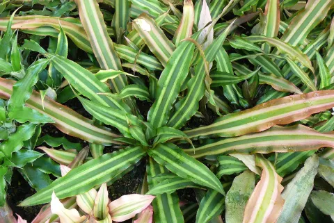 Cryptanthus bivittatus foglie verdi e rosa