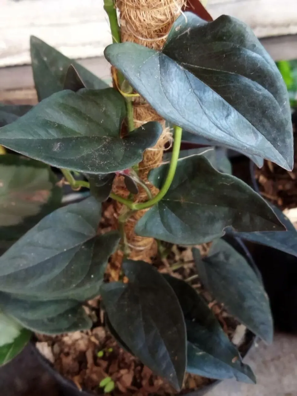 Planta trepadora Synognium erythrophyllum