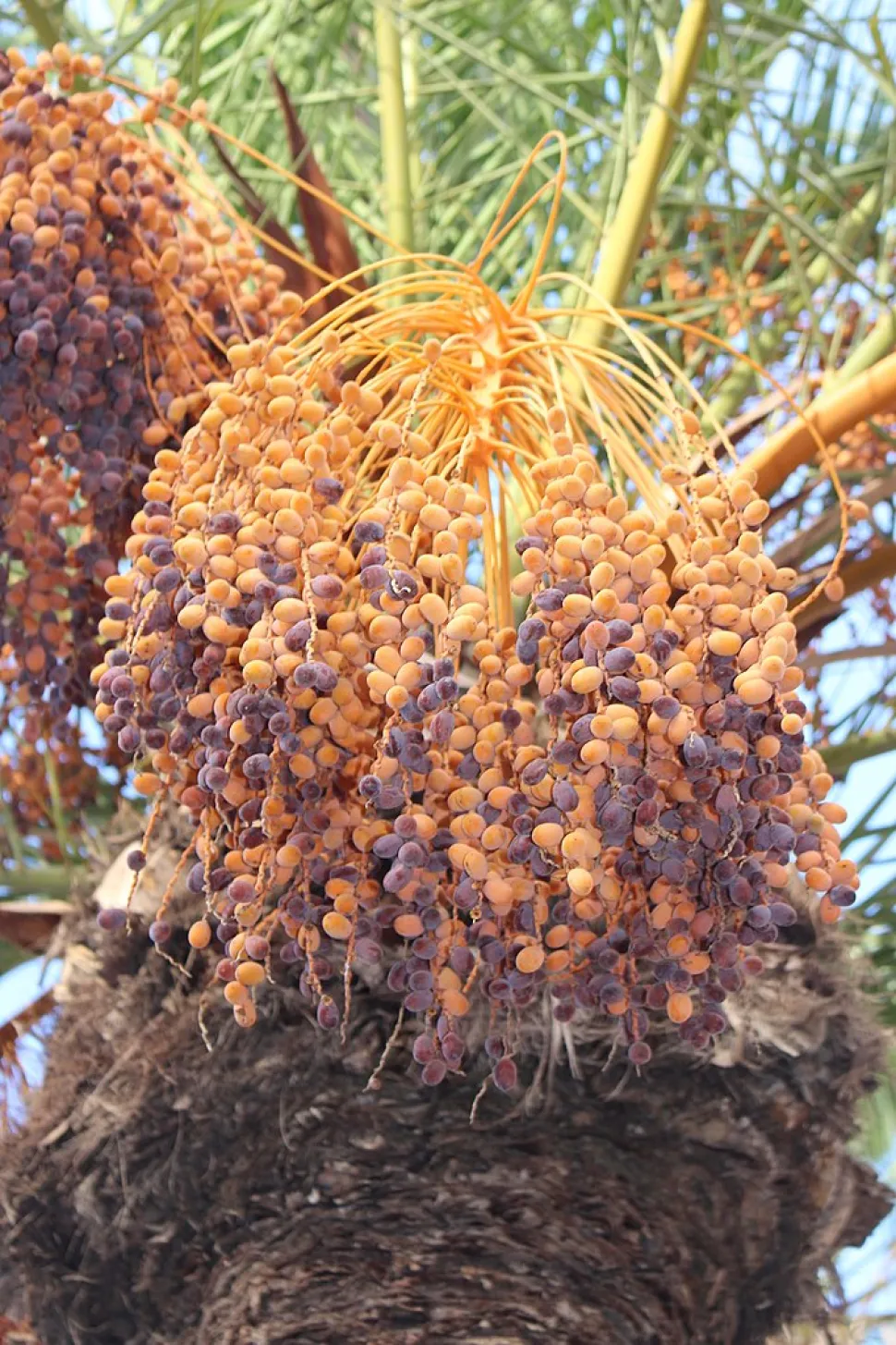 Dieta delle date