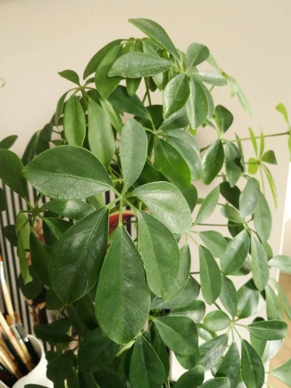 Folhas de Schefflera actinophylla com 6 folíolos