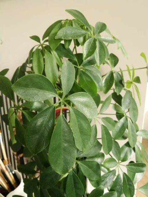 Schefflera actinophylla leaves with 6 leaflets