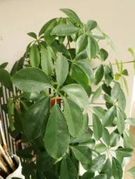 Schefflera actinophylla leaves with 6 leaflets