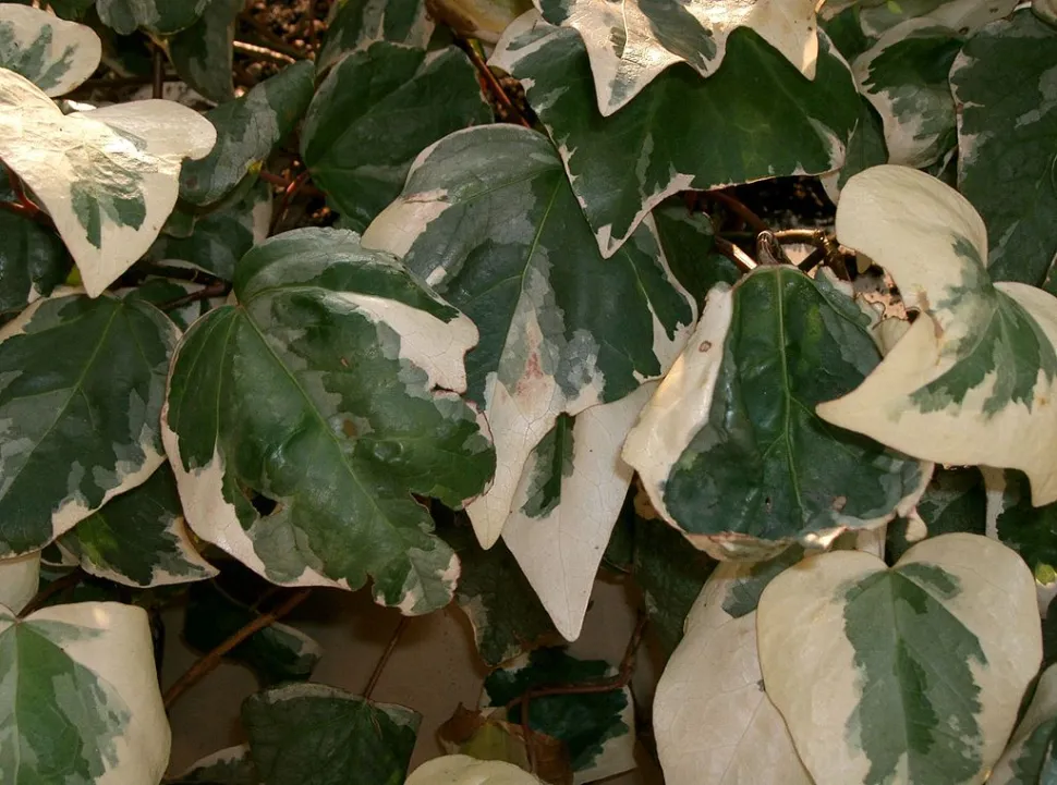Hedera helix grün weißer Rand