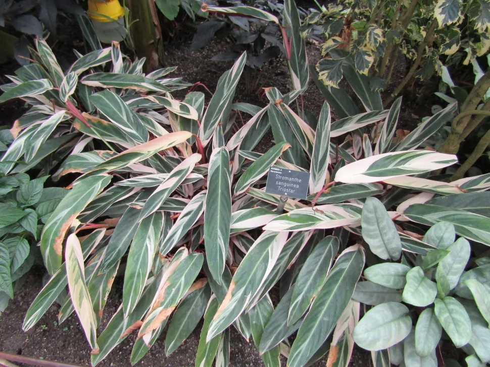 Stromanthe buntes Laub