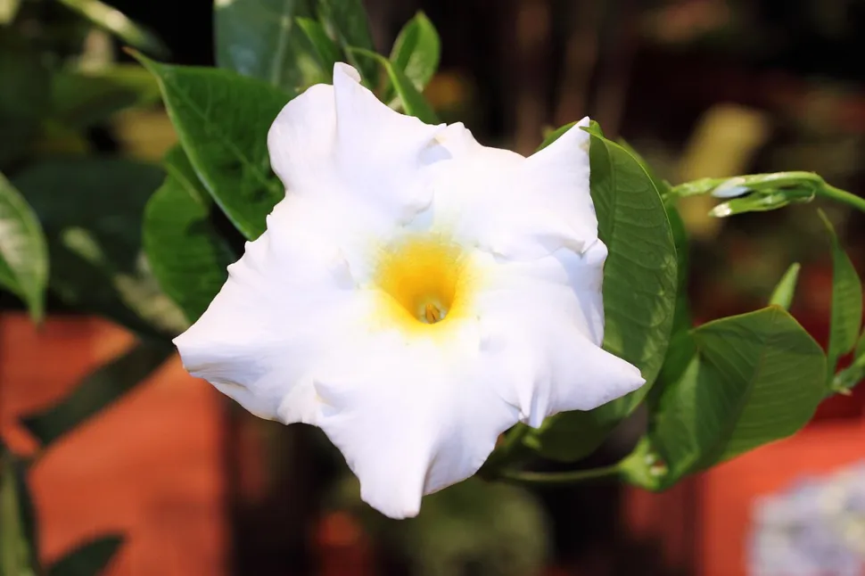 White flower Mandevilla splendens