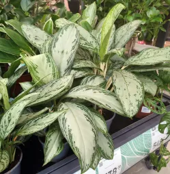 Grün-weiße Aglaonema 'White Joy' (Weiße Freude)
