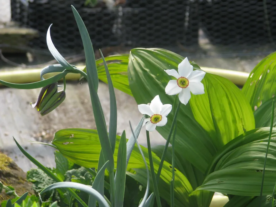 Narciso bianco cuore giallo e rosso Narcissus poeticus