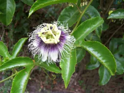Flower Passiflora edulis