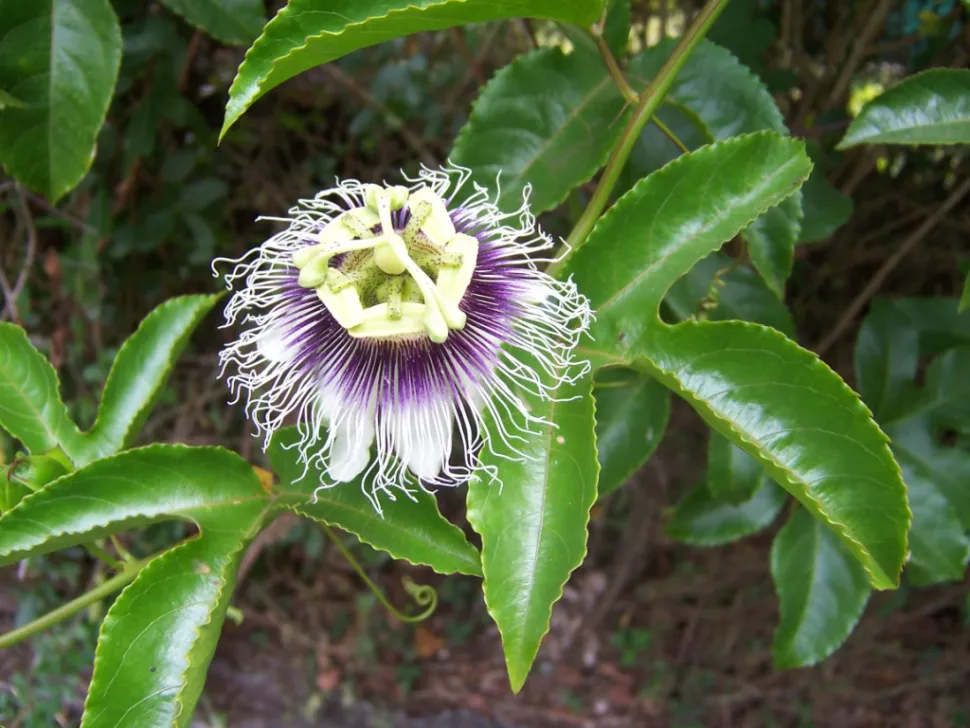 Passiflora edulis blomst