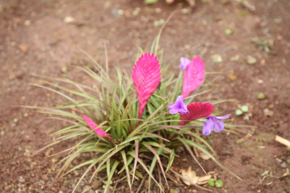 Tropische plant Tillandsia racket roze schutblad paarse bloem