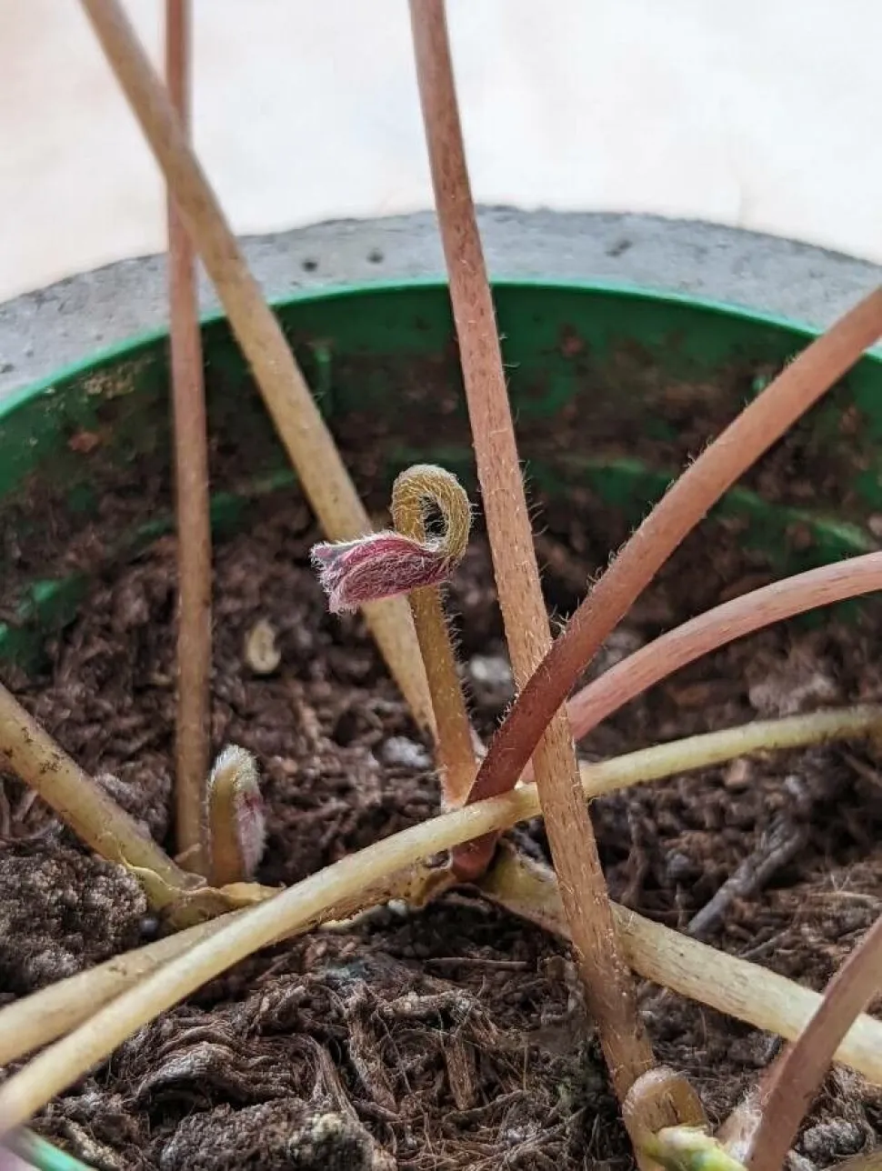 Neuaustrieb von Oxalis triangularis artopurpurea