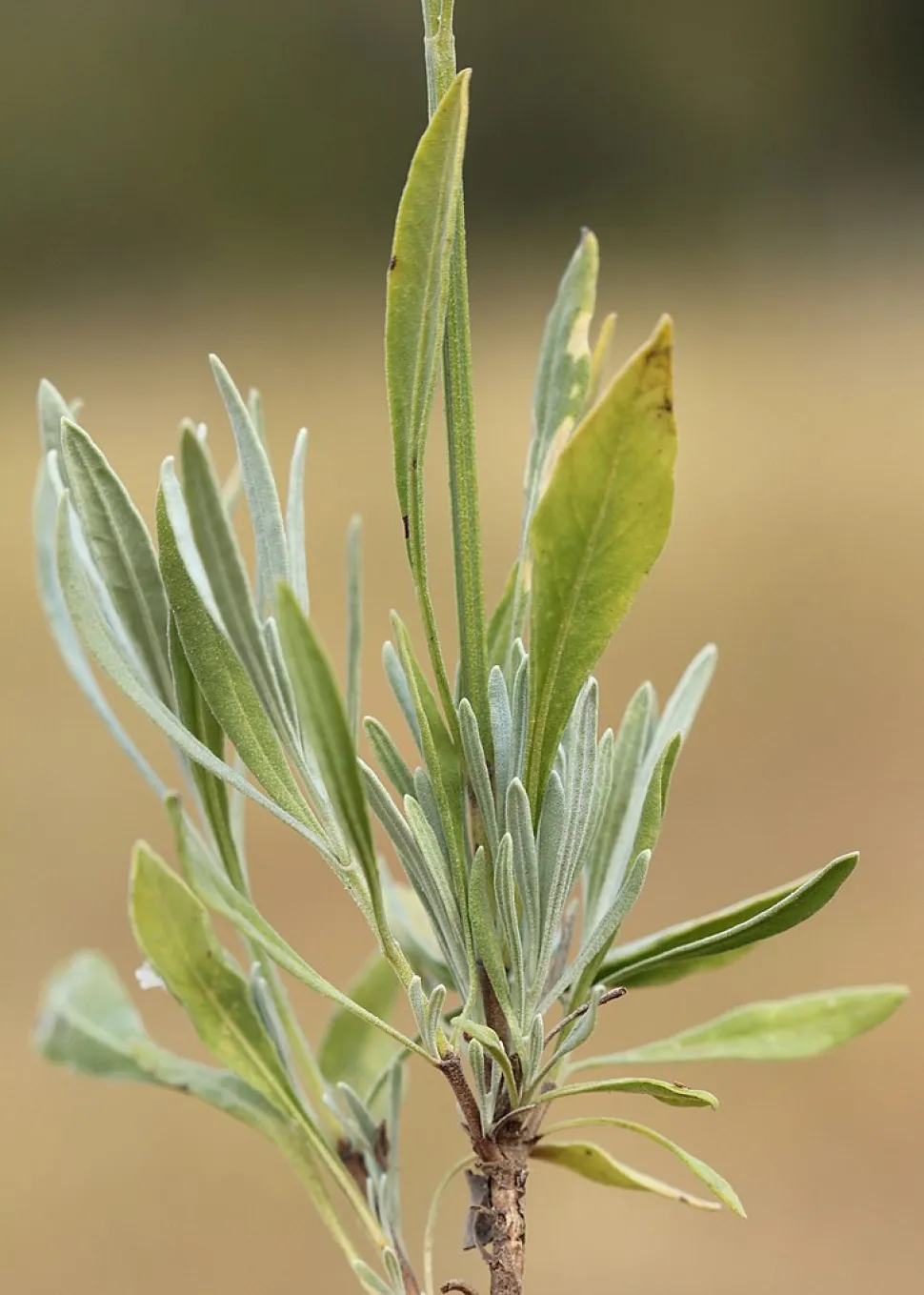 Blätter Lavandula latifolia graugrün