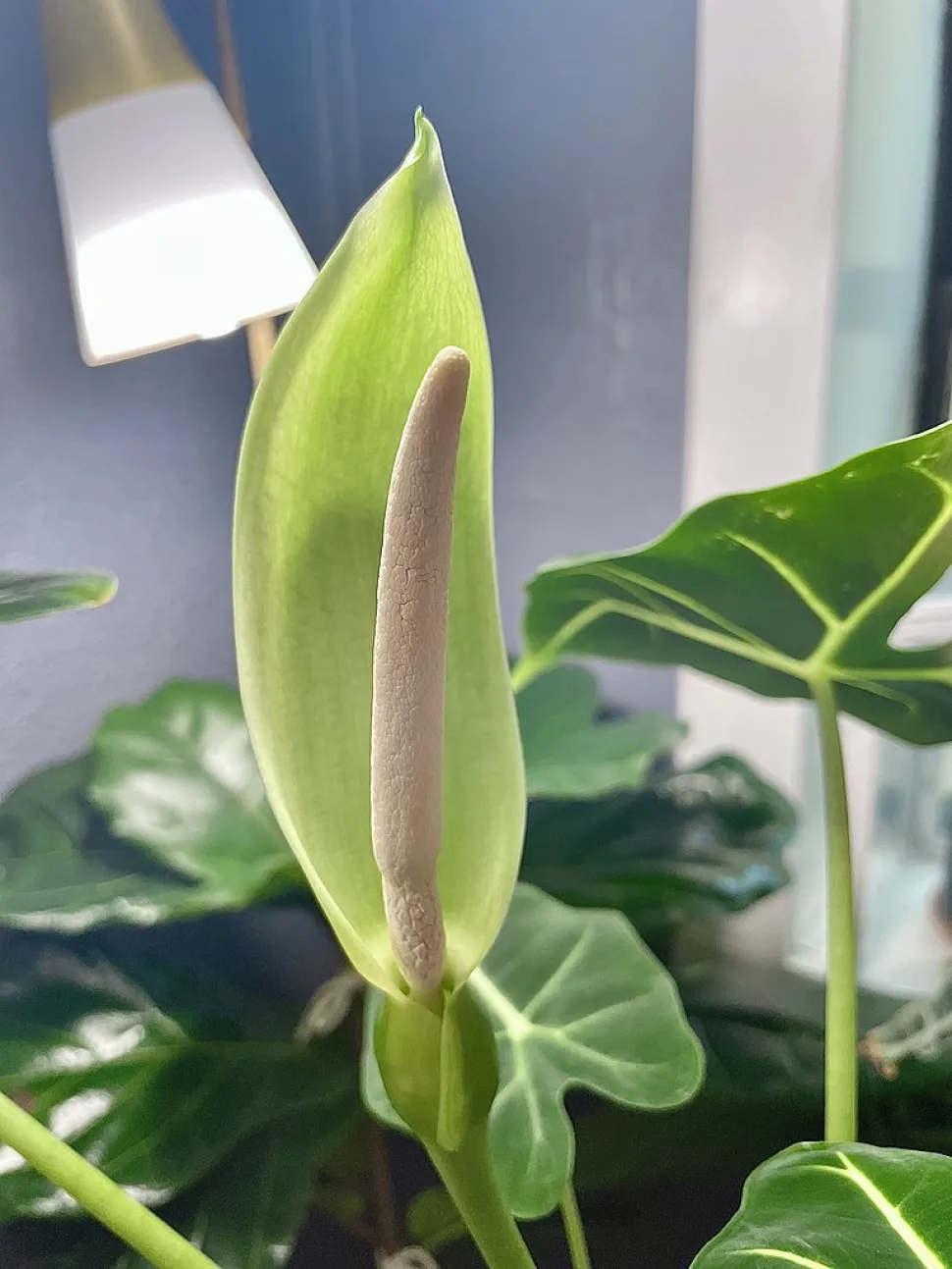Fiore di Alocasia Frydek