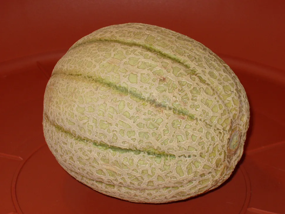 Cantalop melon fruit