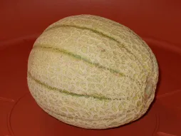 Fruit melon cantalop
