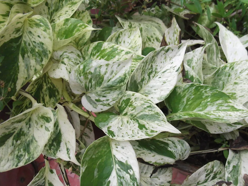 Weiß und grün gefleckte Blätter Pothos Marble Queen