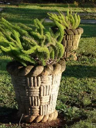 Asparagus queue de renard en pot