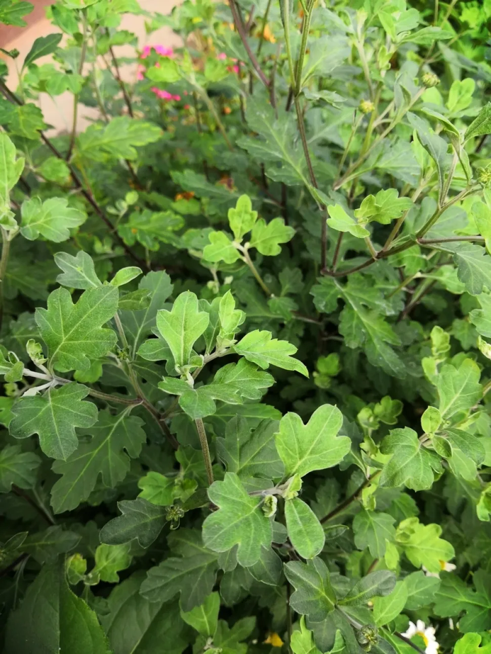 Grüne Blätter Chrysanthemum morifolium