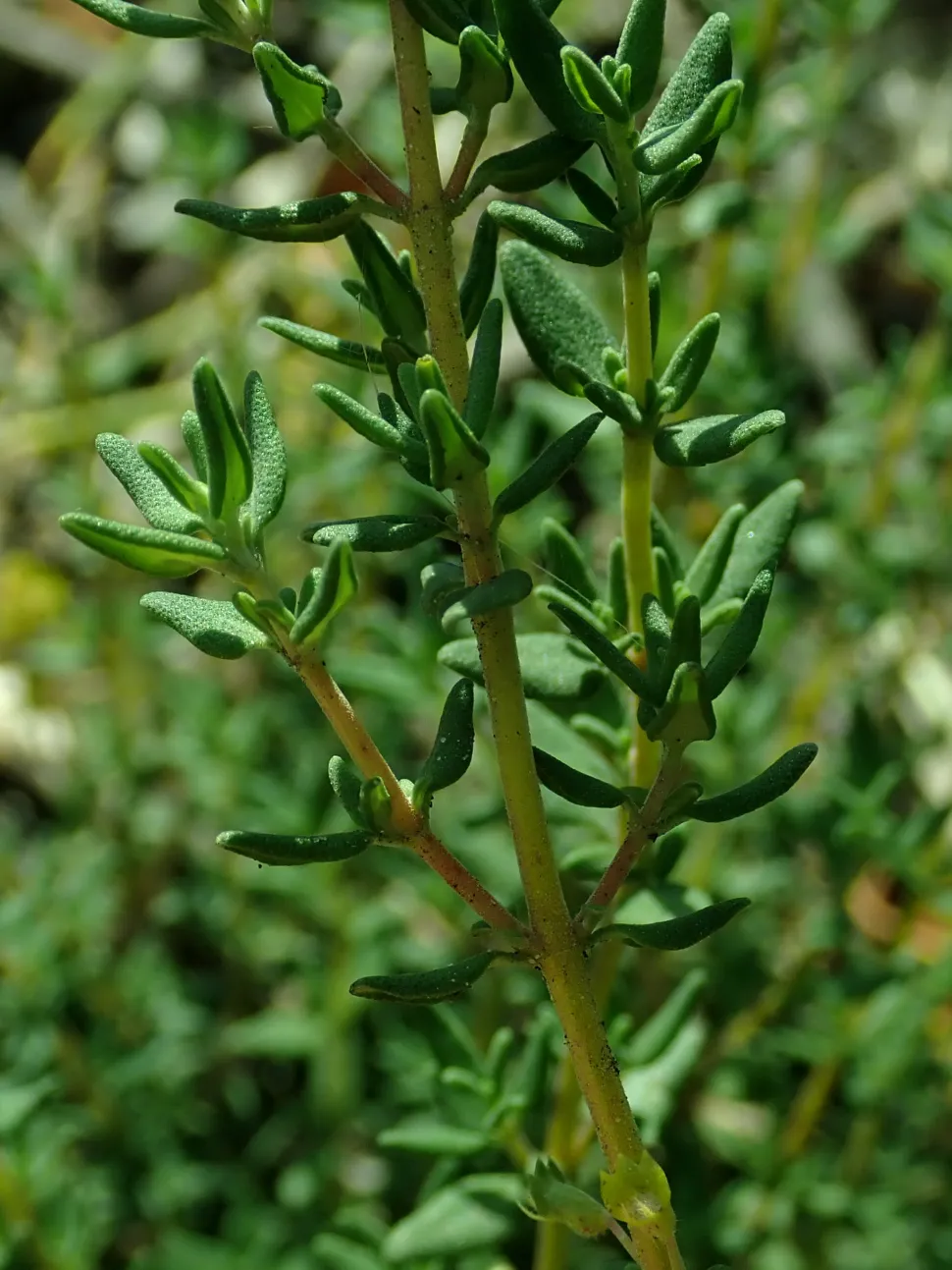 Hojas verdes con bordes enrollados tomillo común