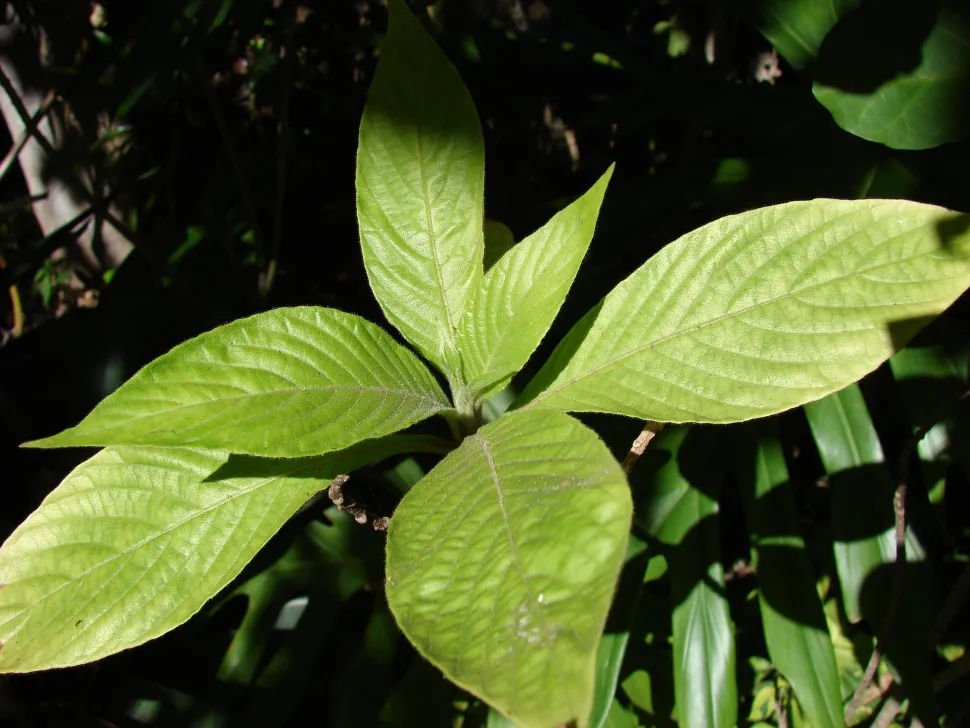 Groen blad aphelandra