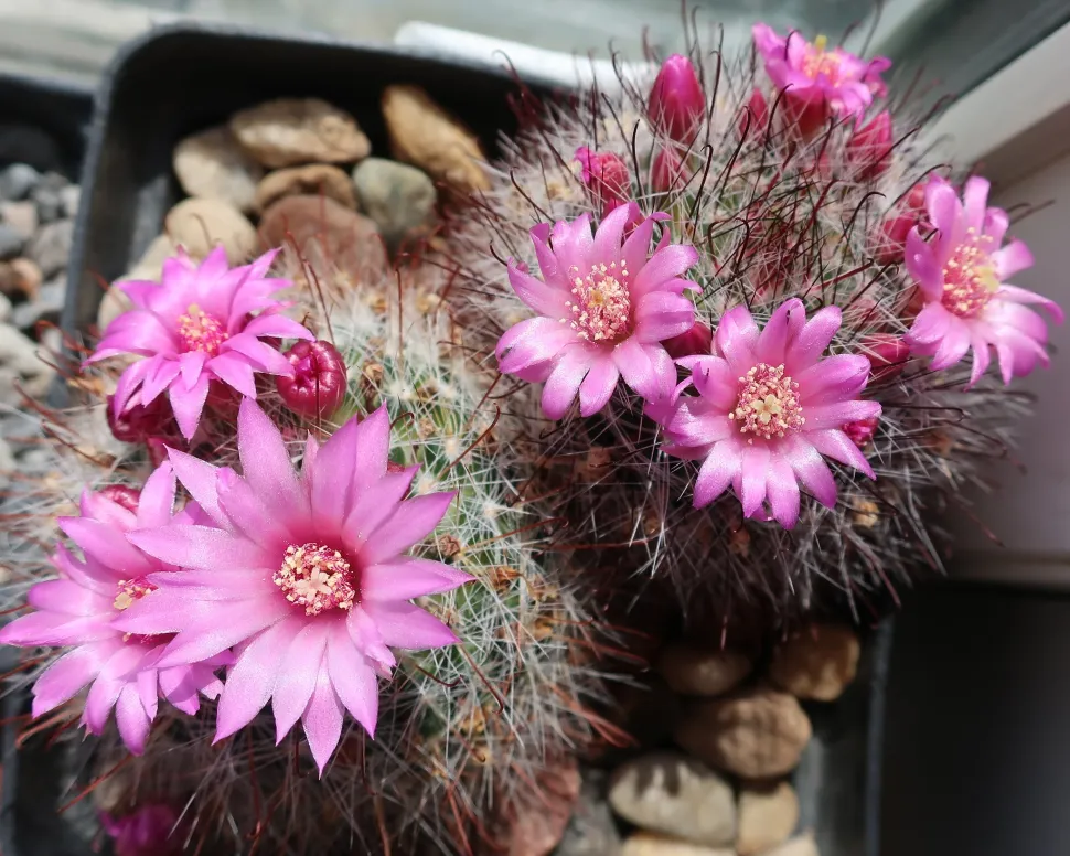 Mammillaria zeilmannia pink flowers