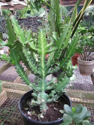 Euphorbia lactea im Topf