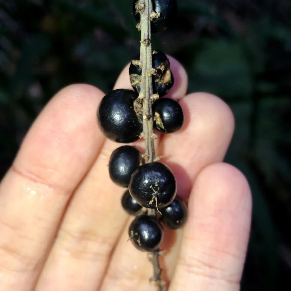Fruto negro Cordyline stricta