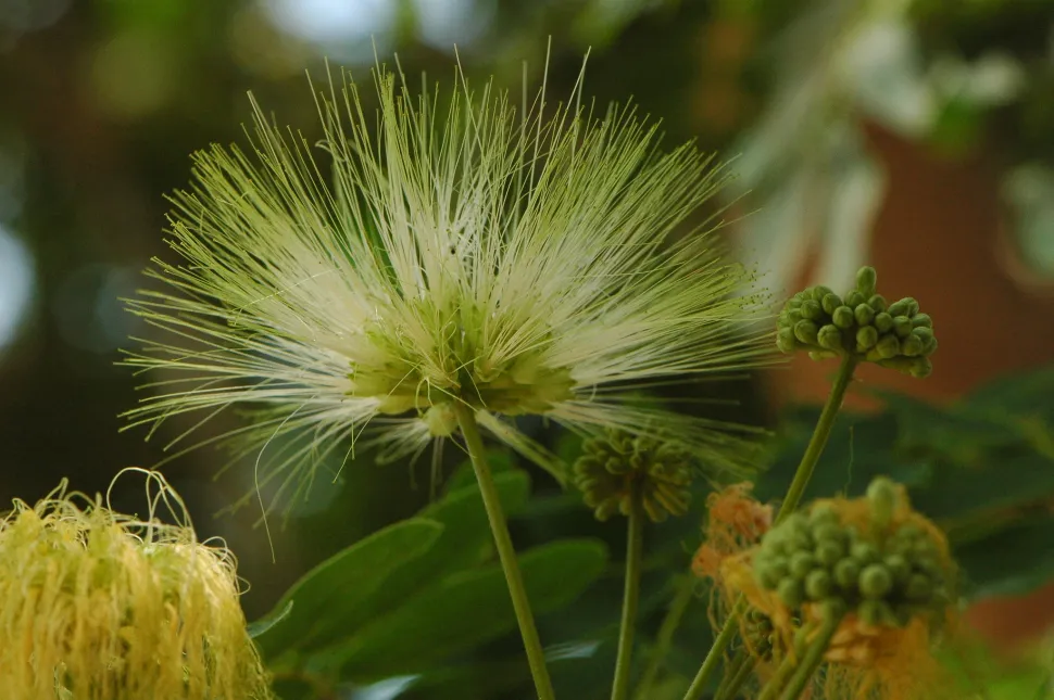 Gul blomst Albizia lebbeck