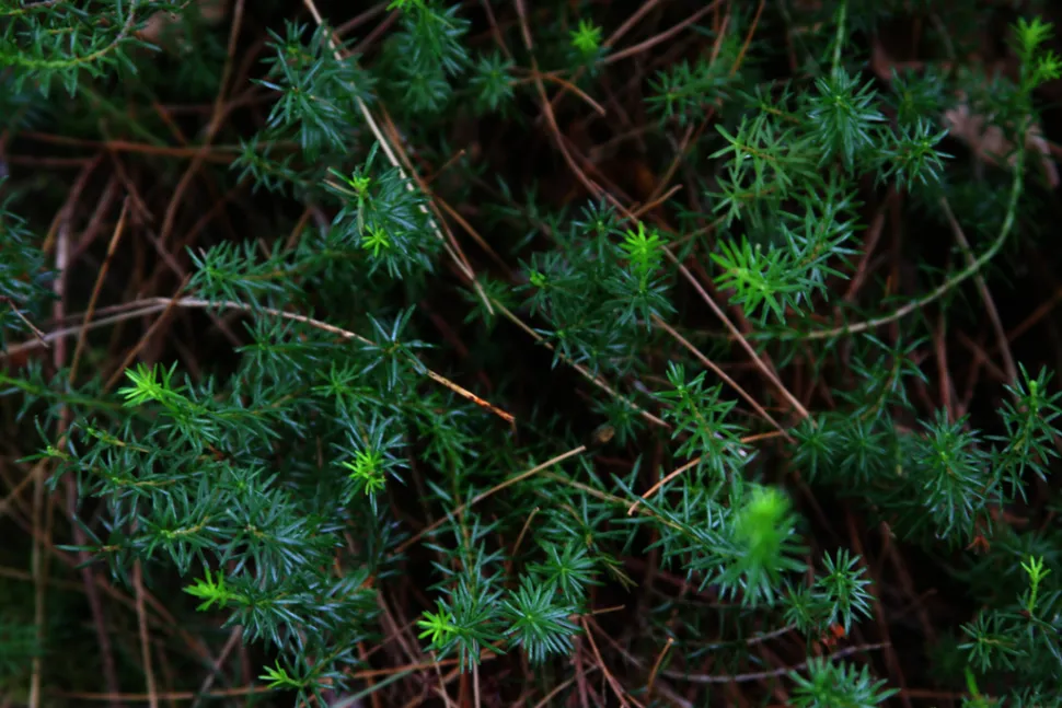 Loofheide Erica darleyensis