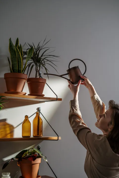 Woman watering houseplants with watering can