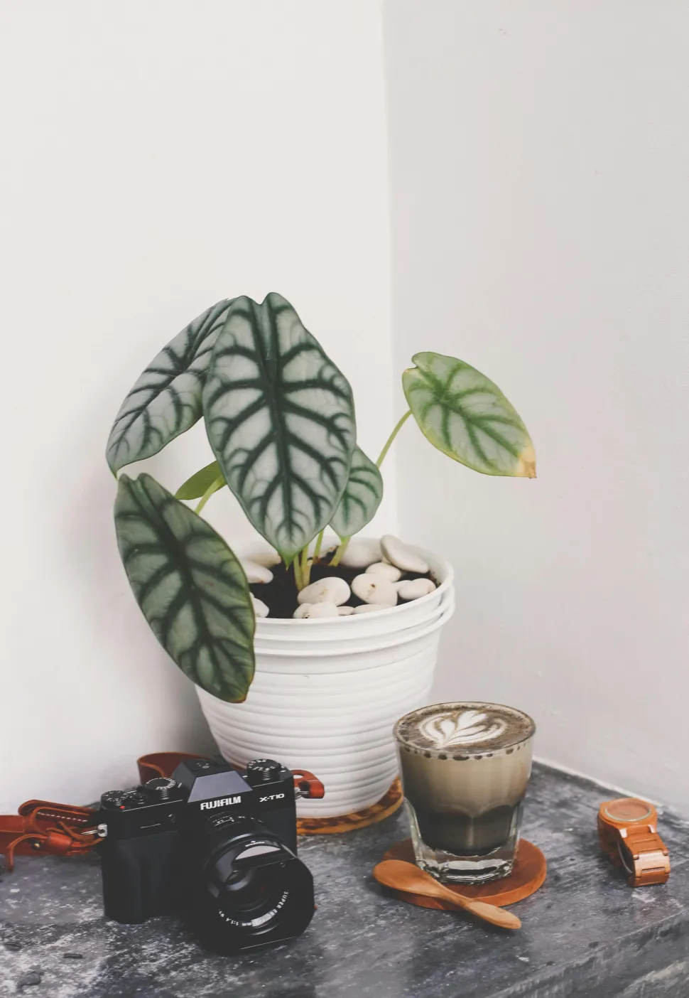 Alocasia Silver Dragon i potte