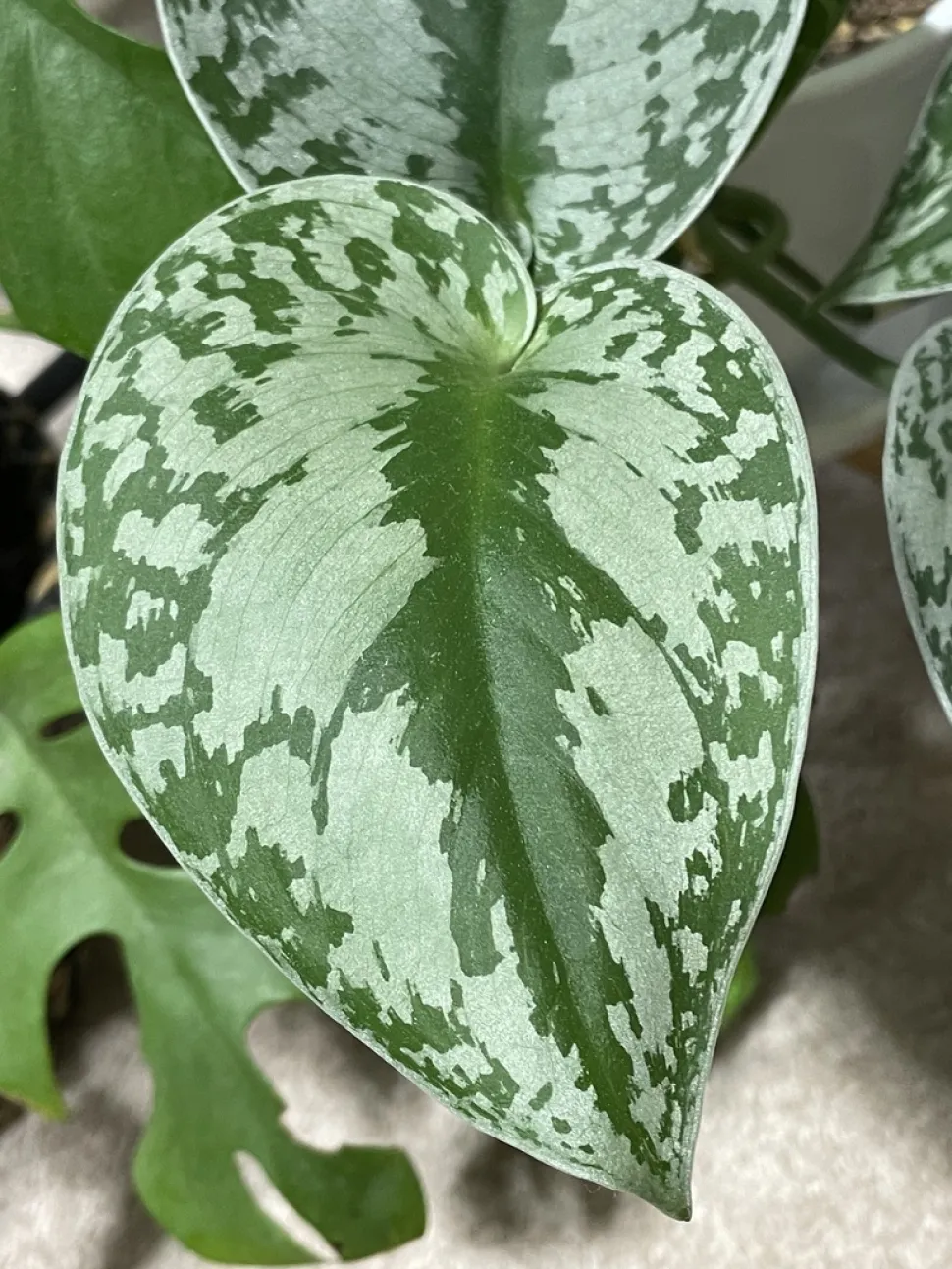 Grünes Blatt Silberflecken Scindapsus pictus