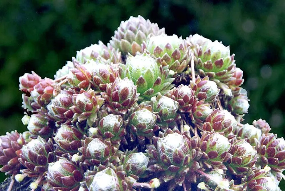 Sempervivum arachnoideum-Massiv
