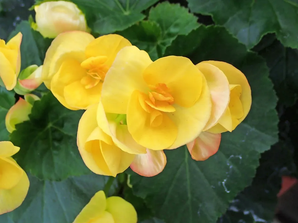 Gul Begonia elatior