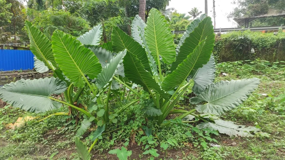 Alocasia macrorrhizos in de grond