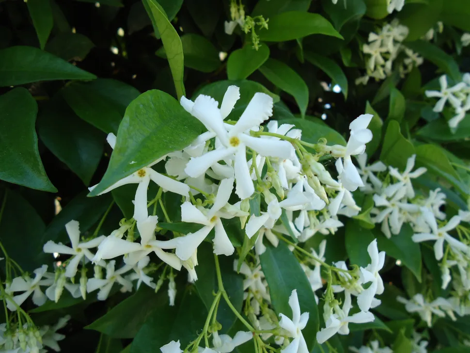 Weiße Blüten Sternjasmin