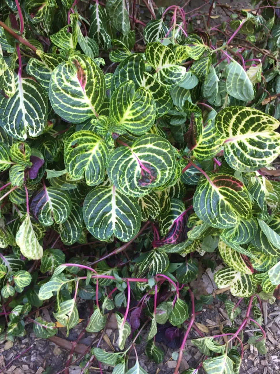 Iresine 'Aureoreticulata' groen geel