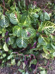 Iresine 'Aureoreticulata' verte jaune