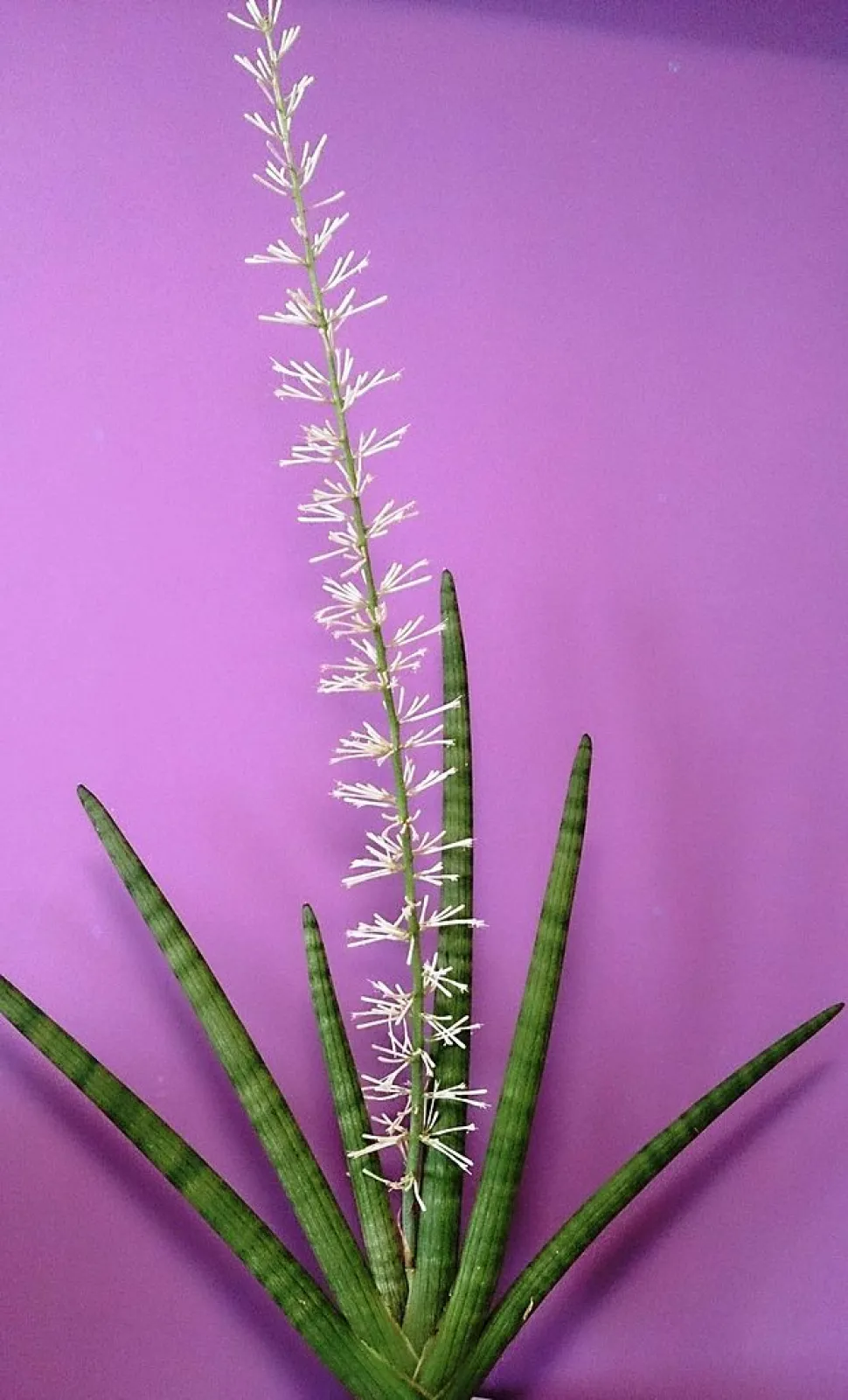 Blütezeit von Sansevieria cylindrica