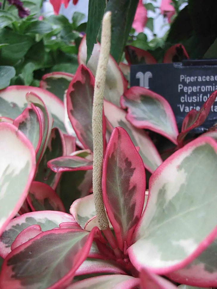 Peperomia clusiifolia en fleurs