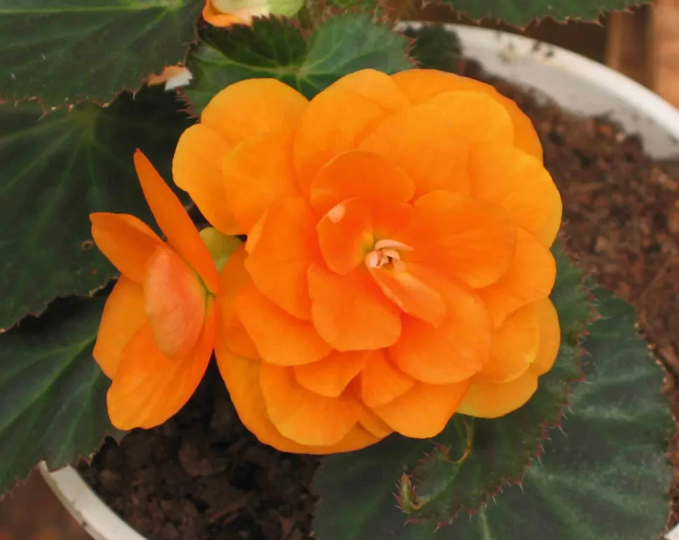 Begonia x elatior fleurs orange