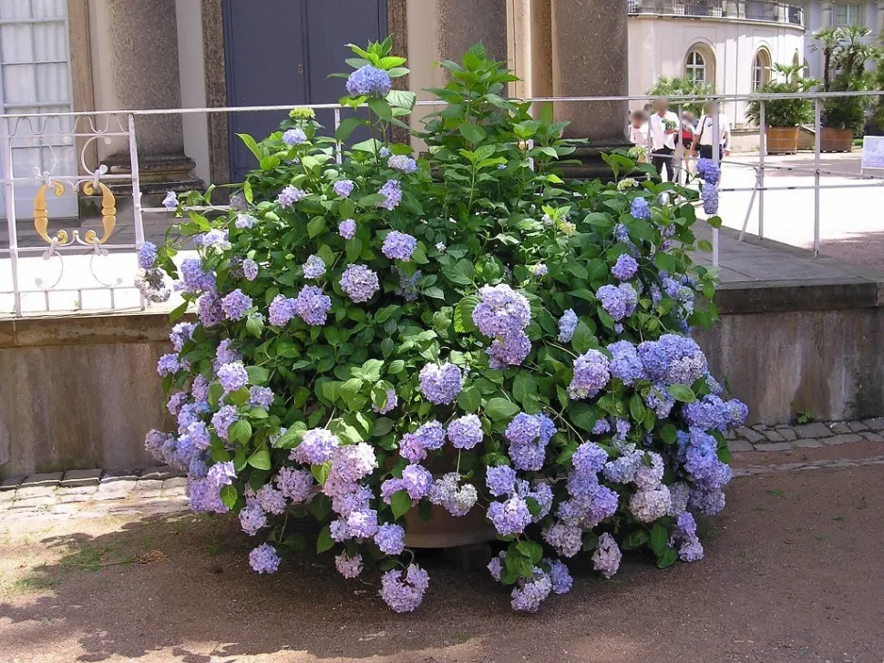 Hortênsia Hydrangea macrophylla em vaso