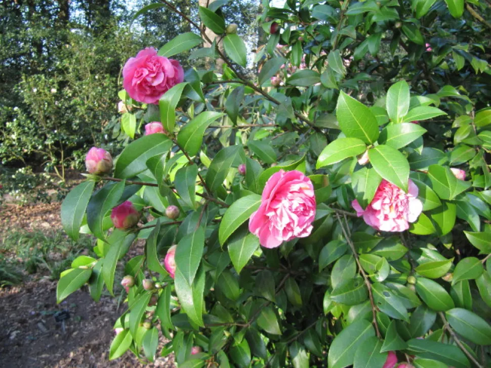 Roze bloem Camellia japonica 'Debbie